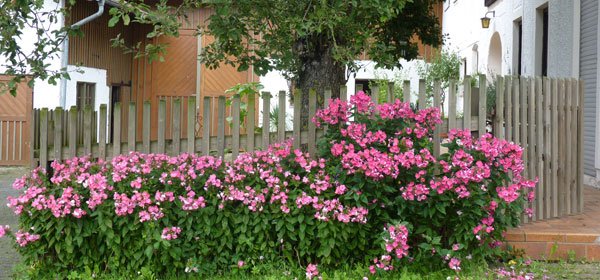 #caption1 Ferienhof Eckl