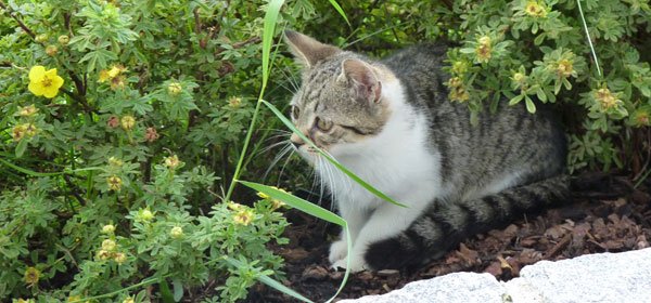 #caption2 Ferienhof Eckl